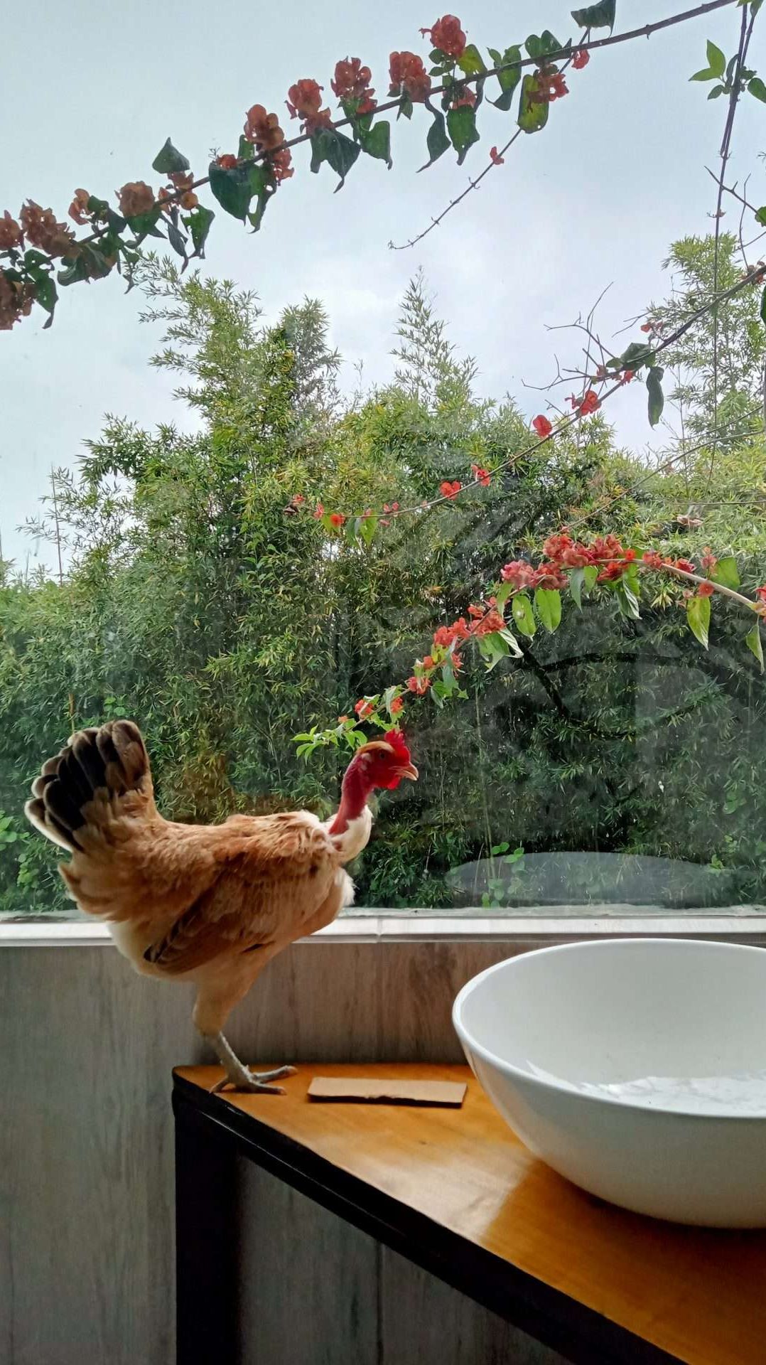 Gallina sobre un lavamanos en ventanal con flores dentro del baño del alojamiento room tainer
en tierra dulce