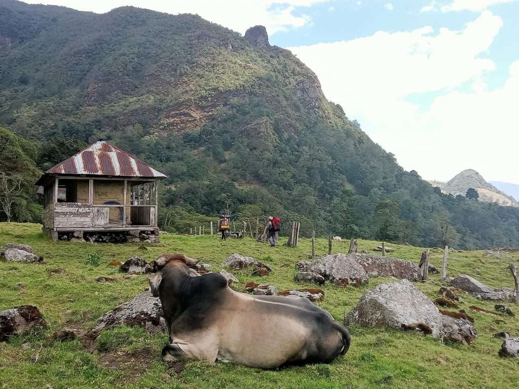 Casita de campo antigua con vacas en primer plano y caminantes en la montaña
