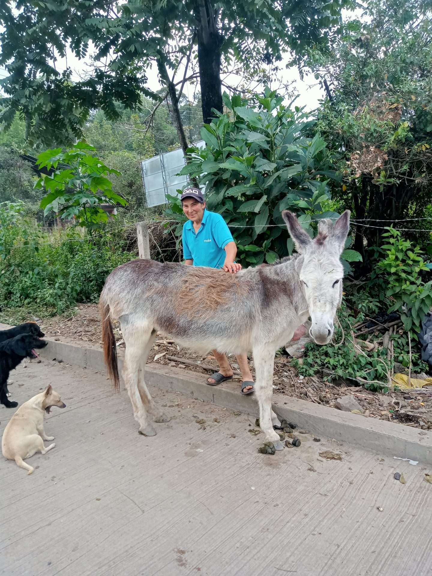 Campesino en supatà con burrito alegre y perros de campo